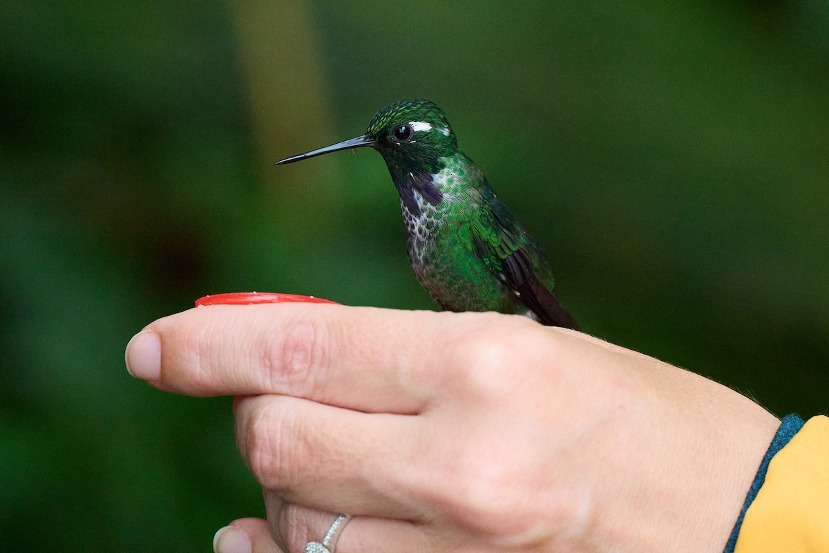 Purple-bibbed Whitetip - ML645804933