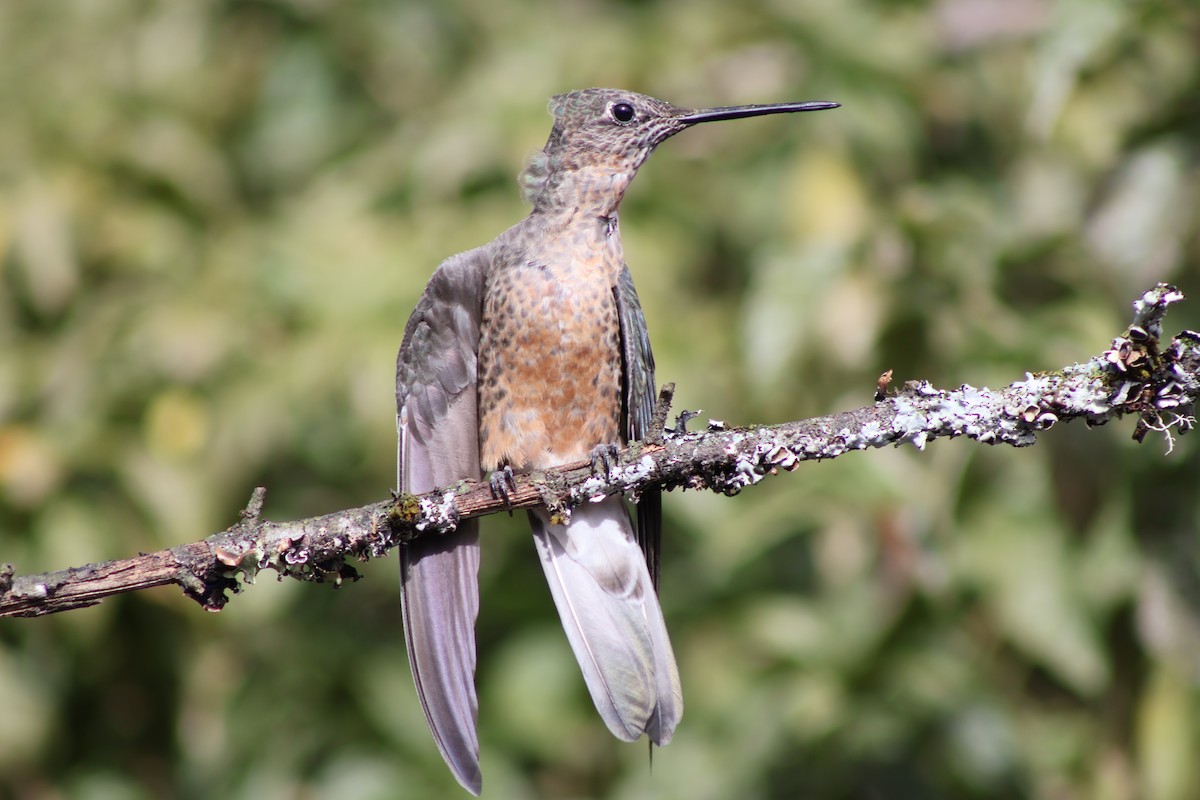 Giant Hummingbird - ML645804935