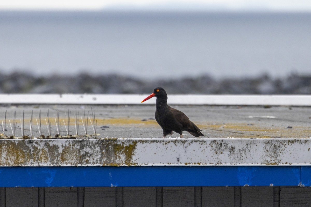 Black Oystercatcher - ML645804937