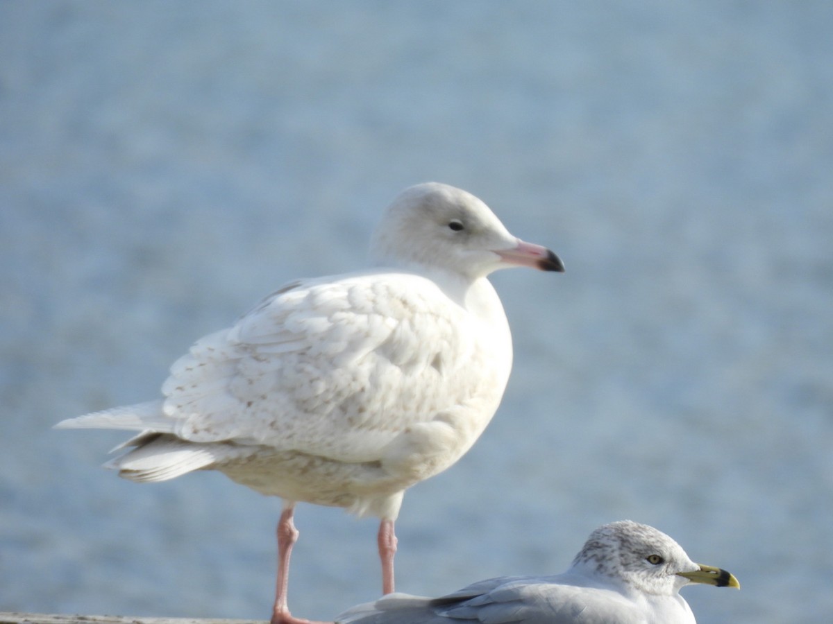 Gavión Hiperbóreo - ML645804940