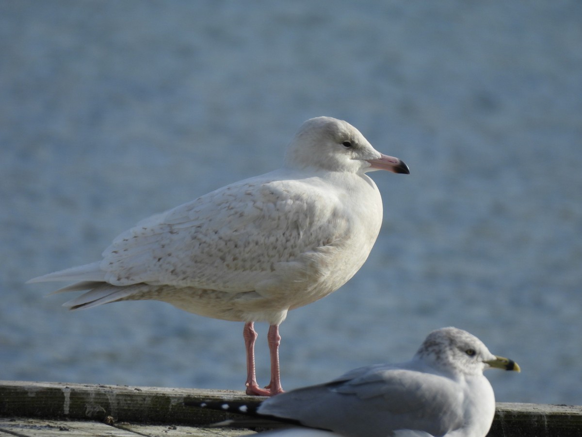 Gavión Hiperbóreo - ML645804941