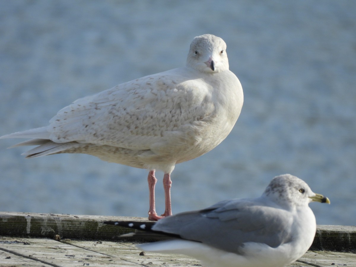 Gavión Hiperbóreo - ML645804942