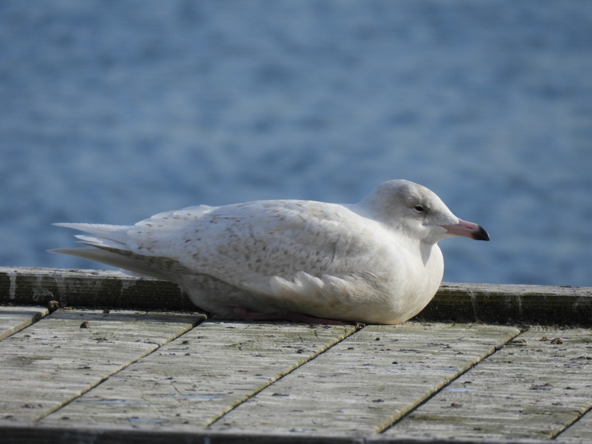 Gavión Hiperbóreo - ML645804943