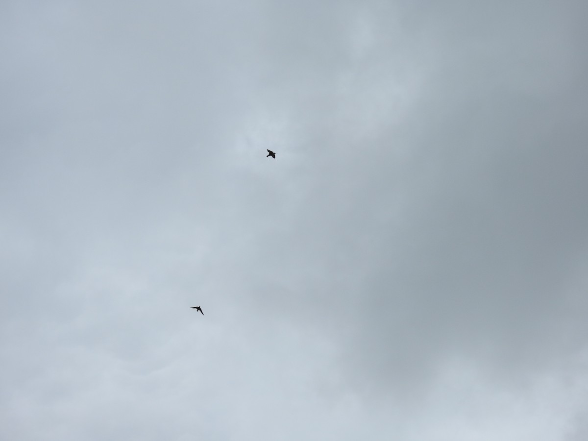 small swift sp. - ML645804950