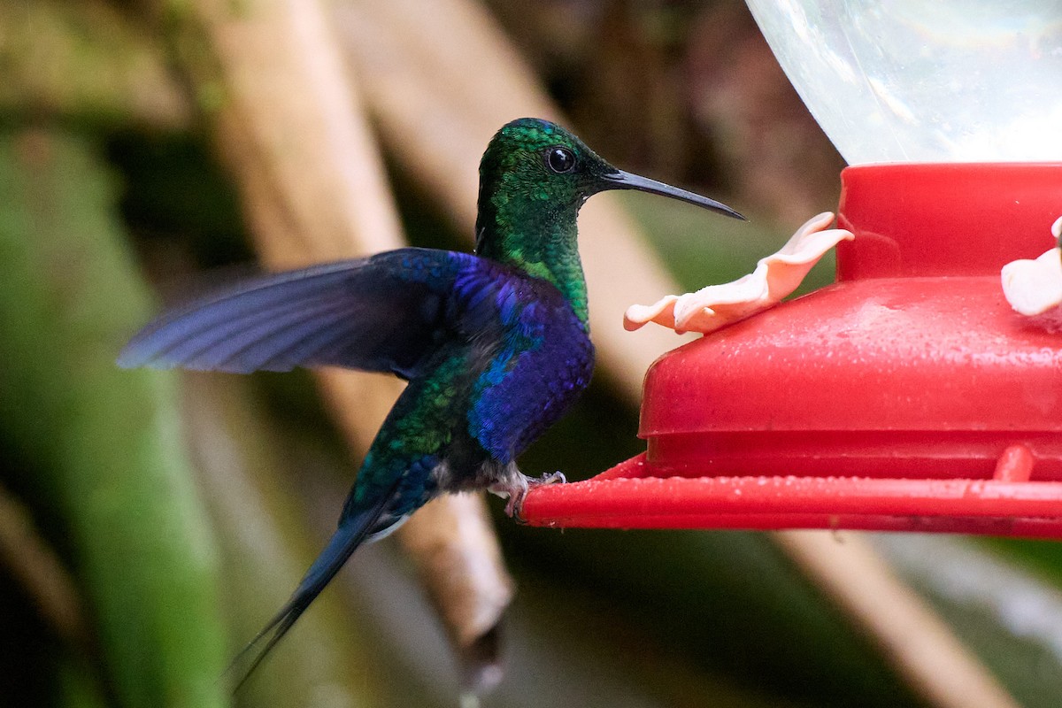 Crowned Woodnymph - ML645804951