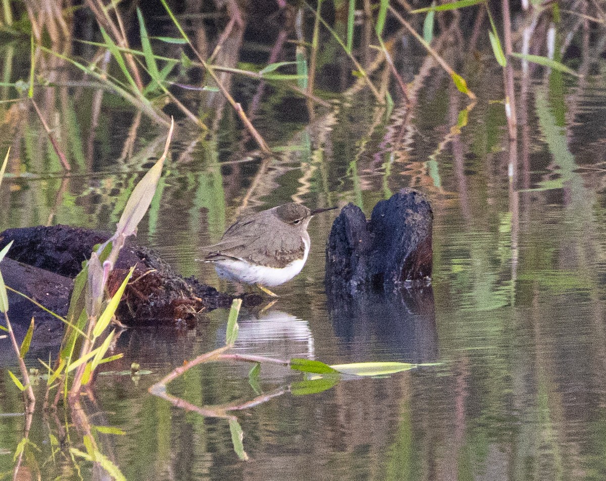 ביצנית נקודה - ML645804952
