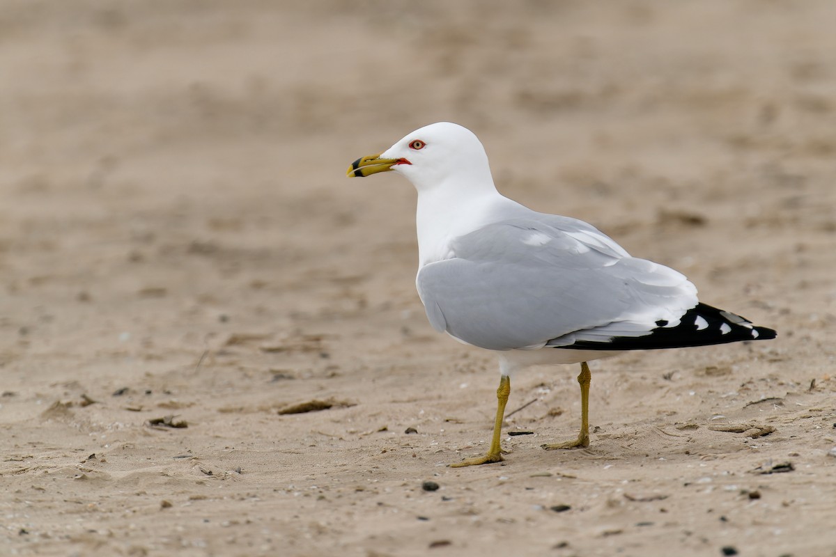 שחף עקוד-מקור - ML645804957