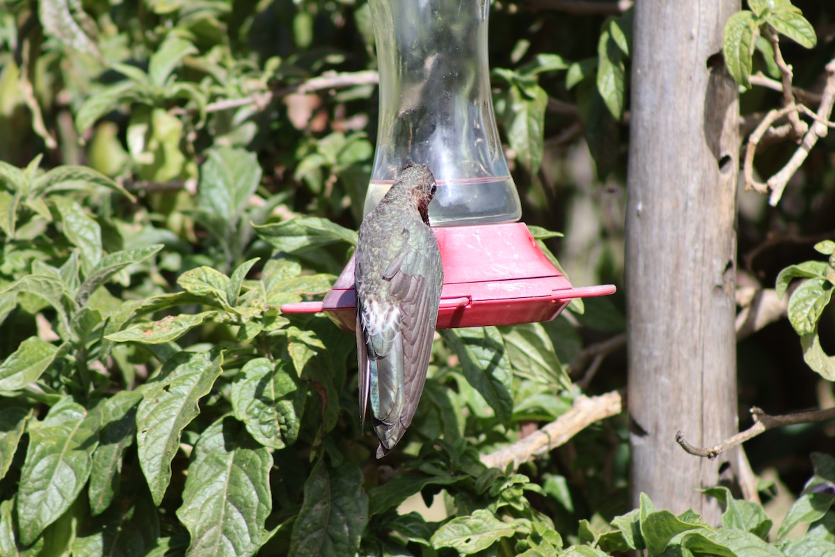 Giant Hummingbird - ML645804962