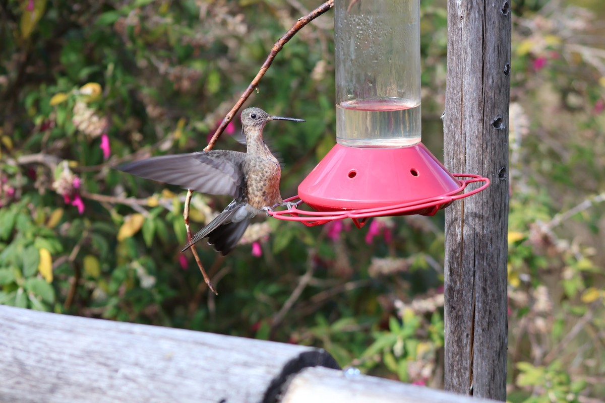 Giant Hummingbird - ML645804980