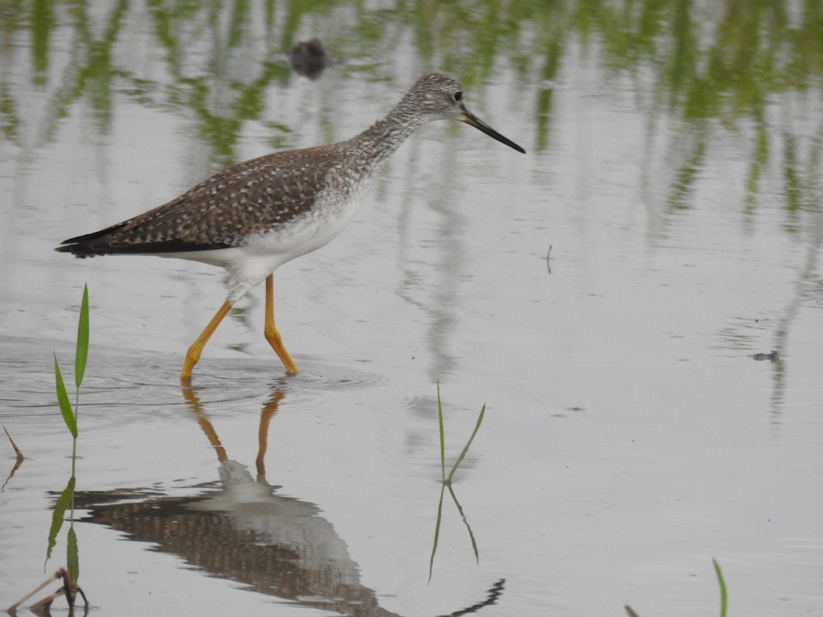Коловодник строкатий - ML645804994