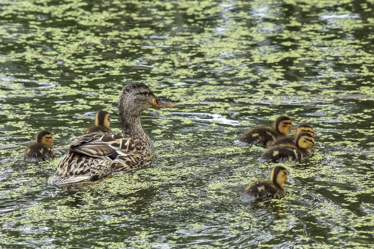 Крижень звичайний - ML645805001