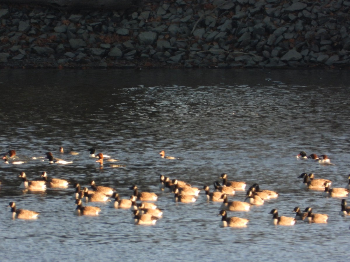 Казарка канадська - ML645805006