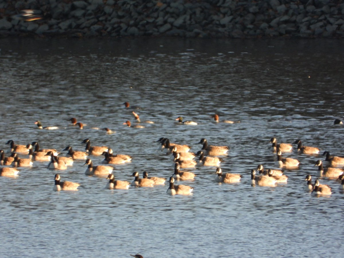 Казарка канадська - ML645805007