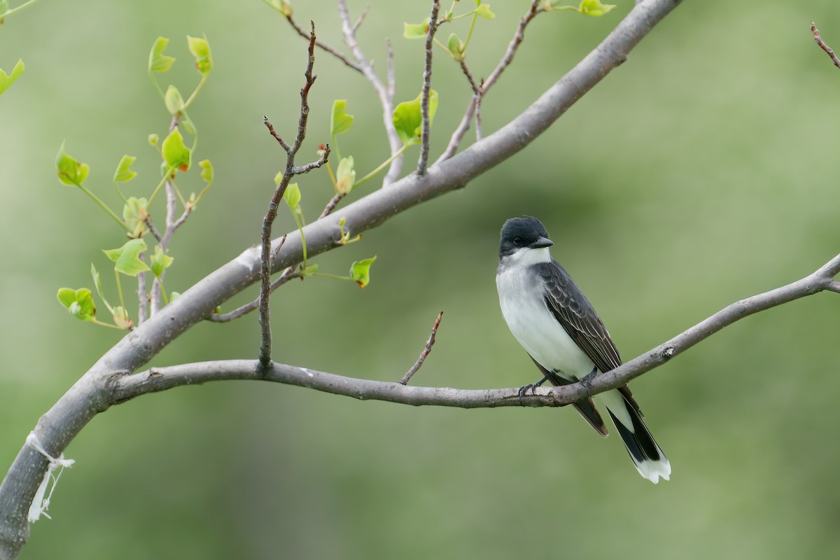 Тиран королівський - ML645805008