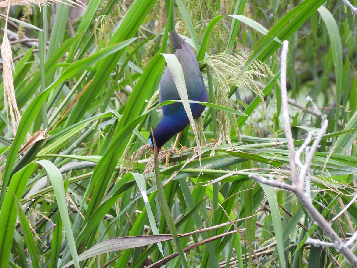 Султанка американська - ML645805009