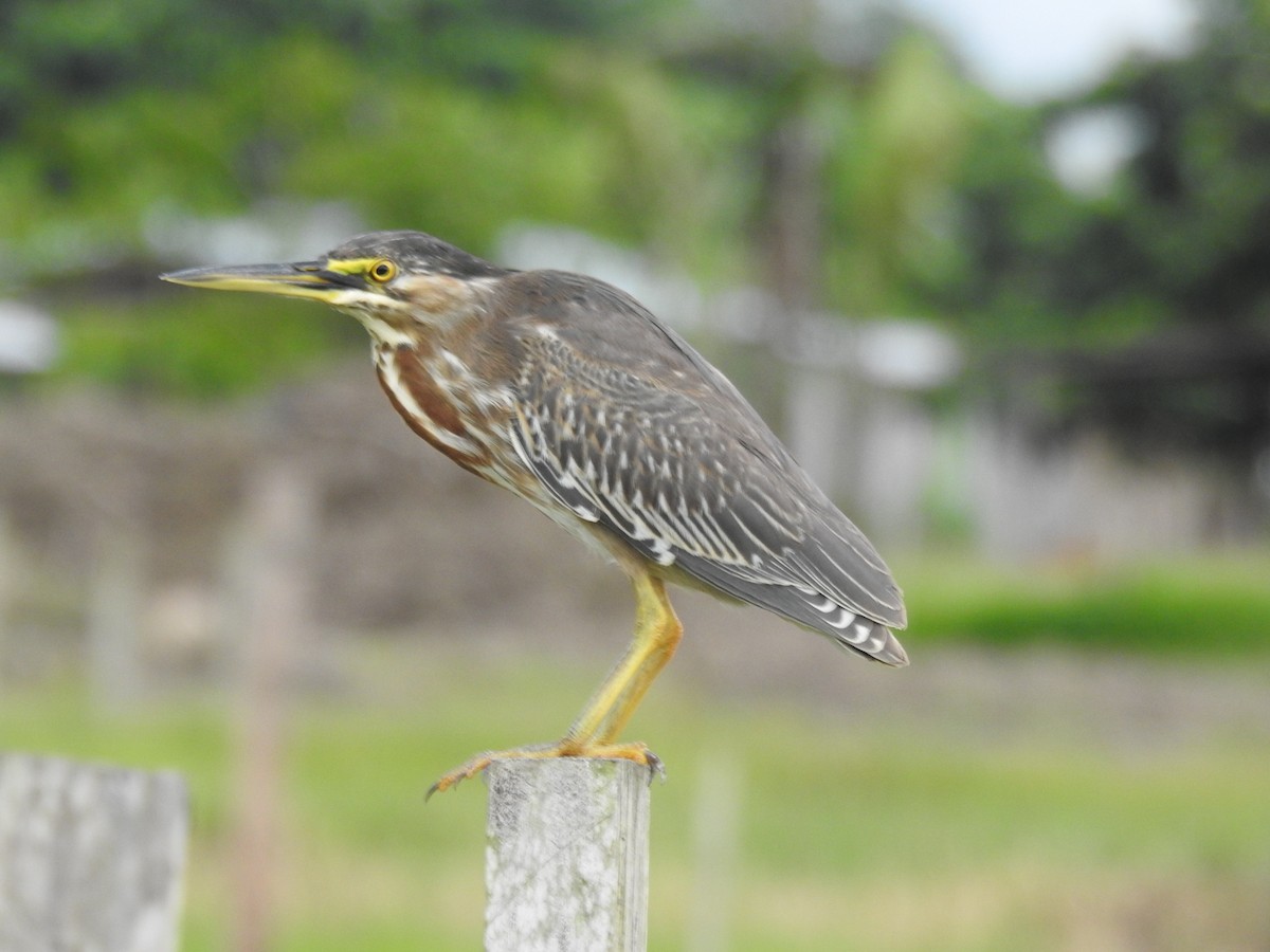 Чапля смугаста - ML645805010