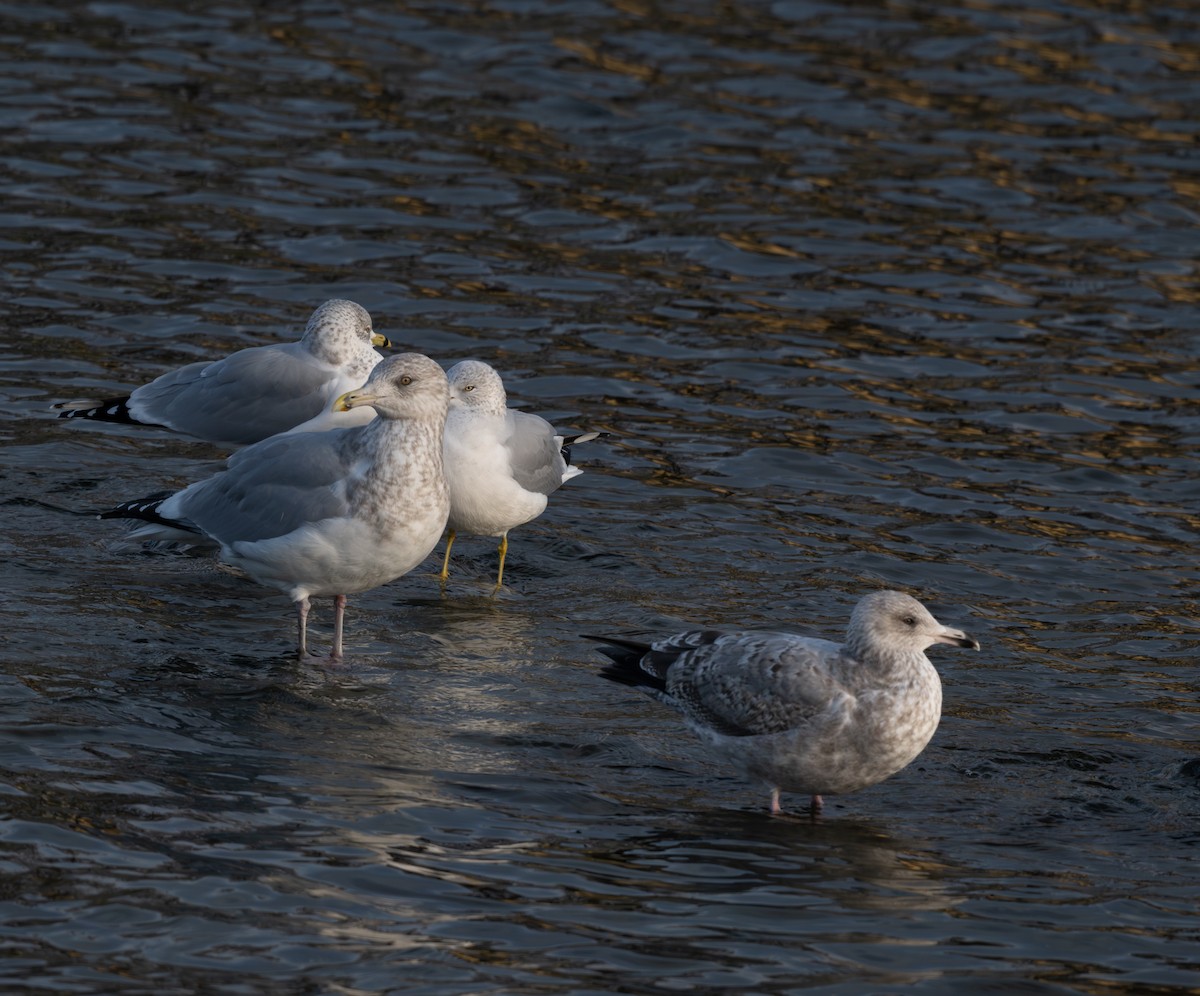 Мартин американський - ML645805011