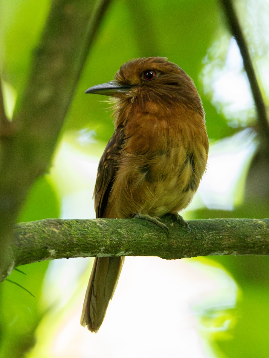 Таматія панамська - ML645805012