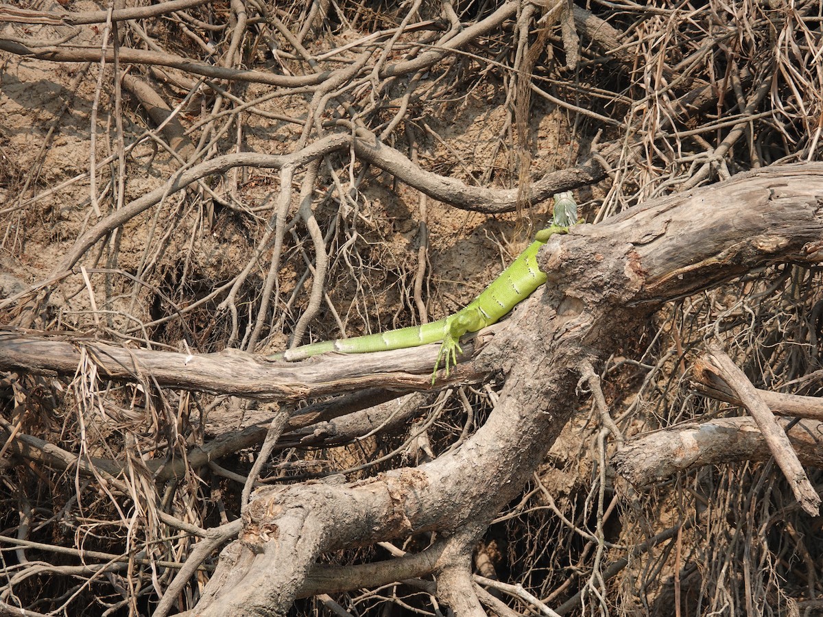 Green Iguana - ML645805014