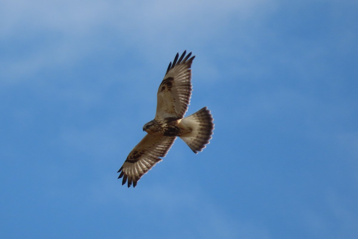 Зимняк - ML645805015