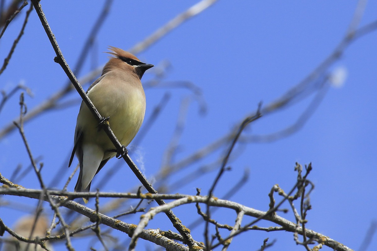 Омелюх американський - ML645805017