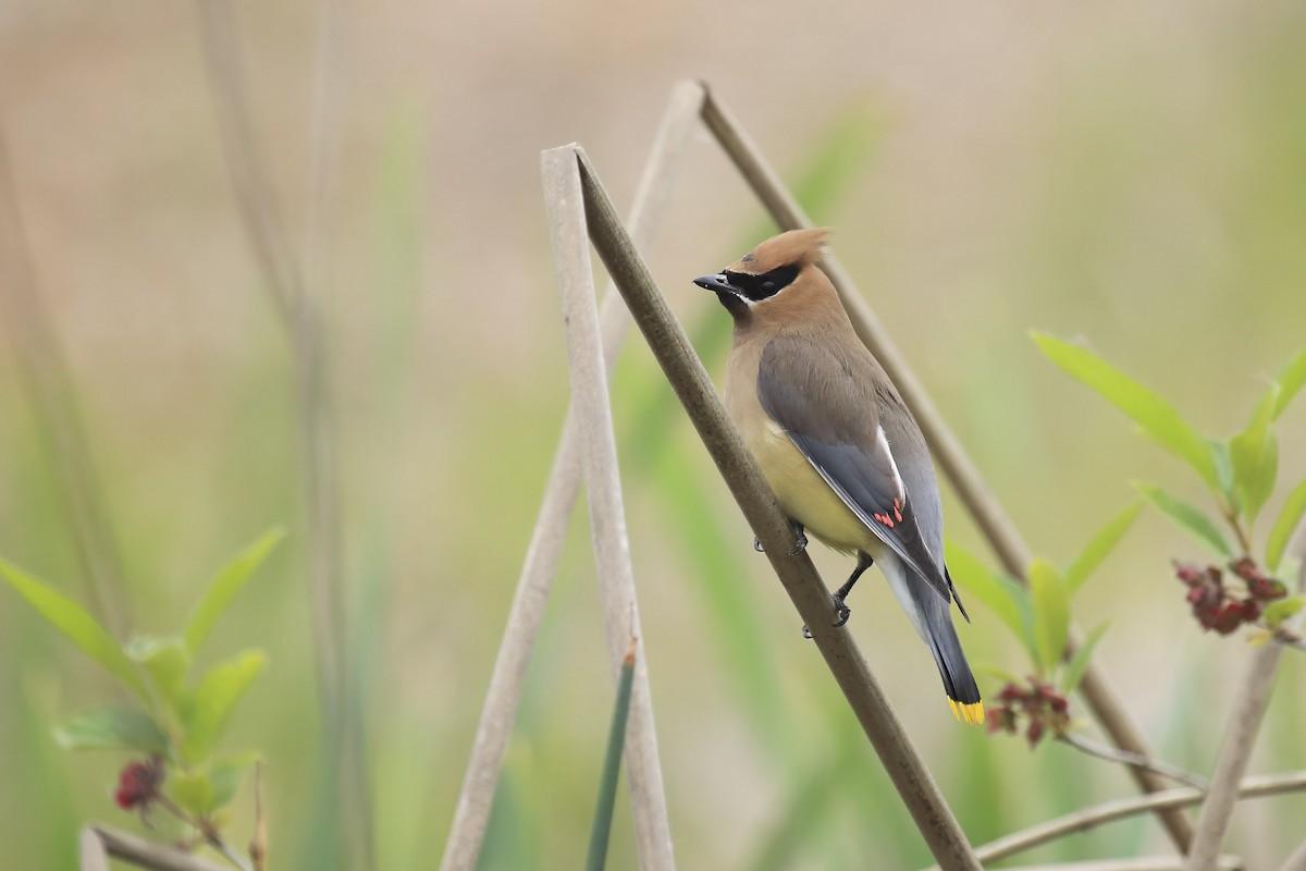 Омелюх американський - ML645805018