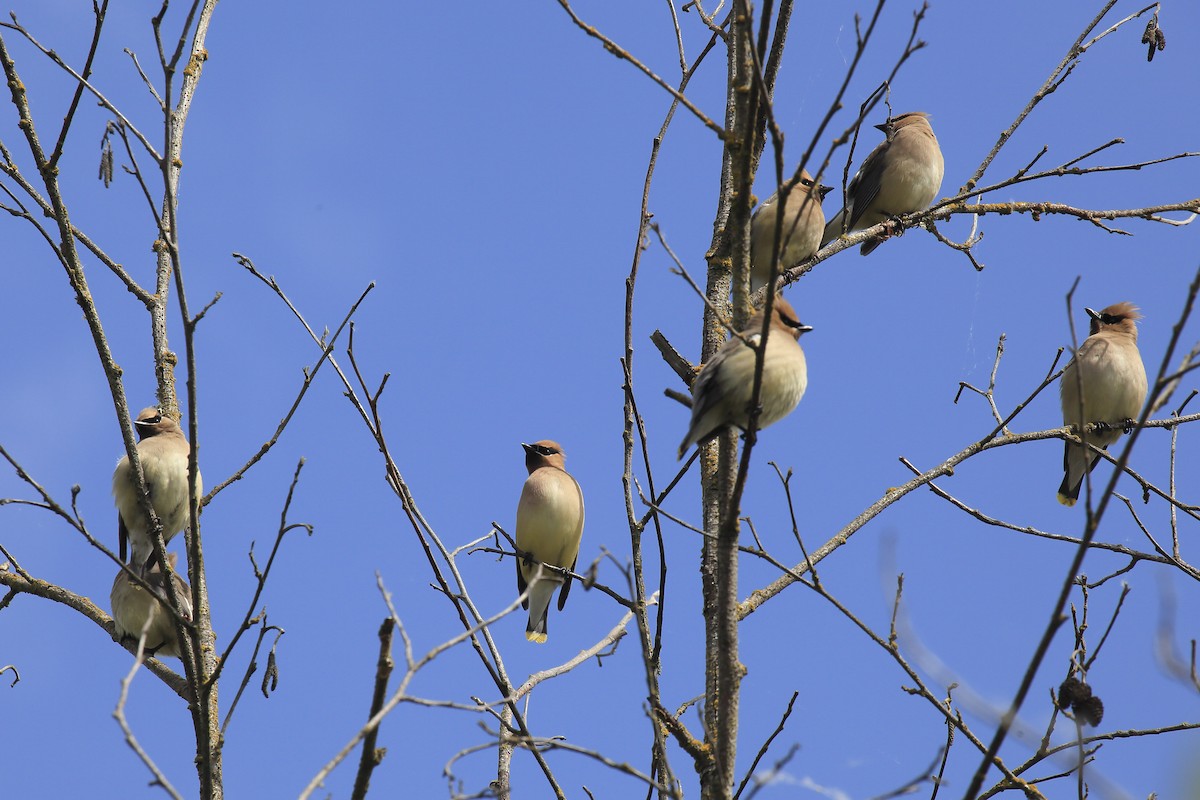 Омелюх американський - ML645805019