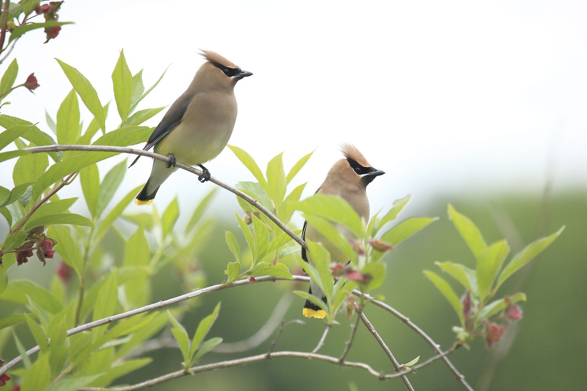 Омелюх американський - ML645805020