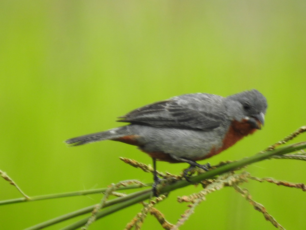 Зерноїд рудочеревий - ML645805021