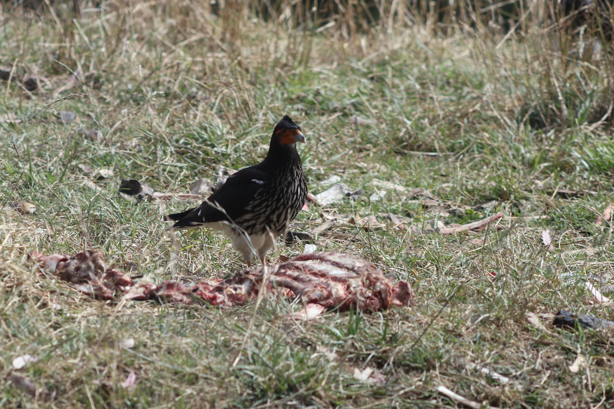 Каракара еквадорська - ML645805022