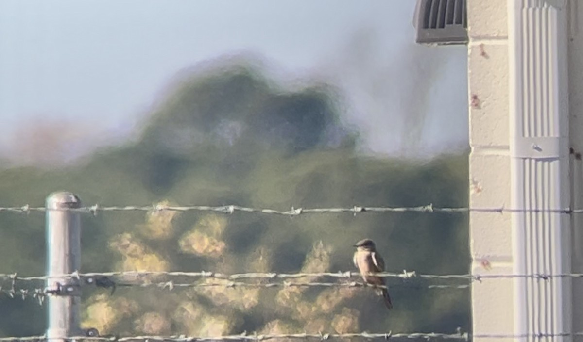 Say's Phoebe - ML645805023