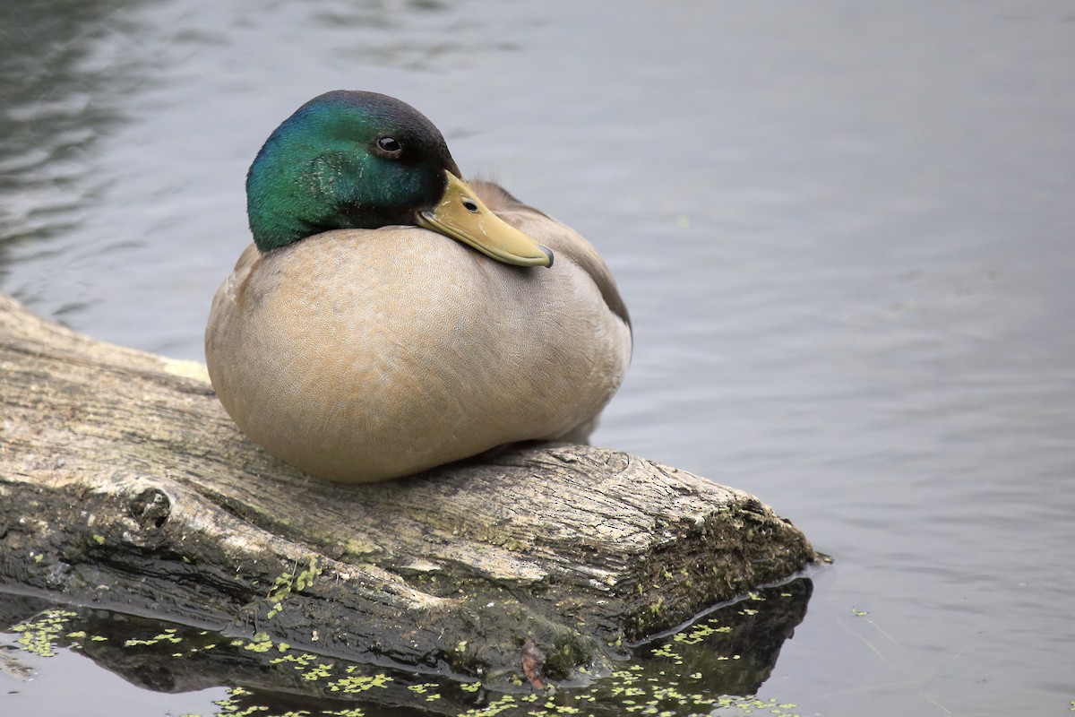 Крижень звичайний - ML645805024