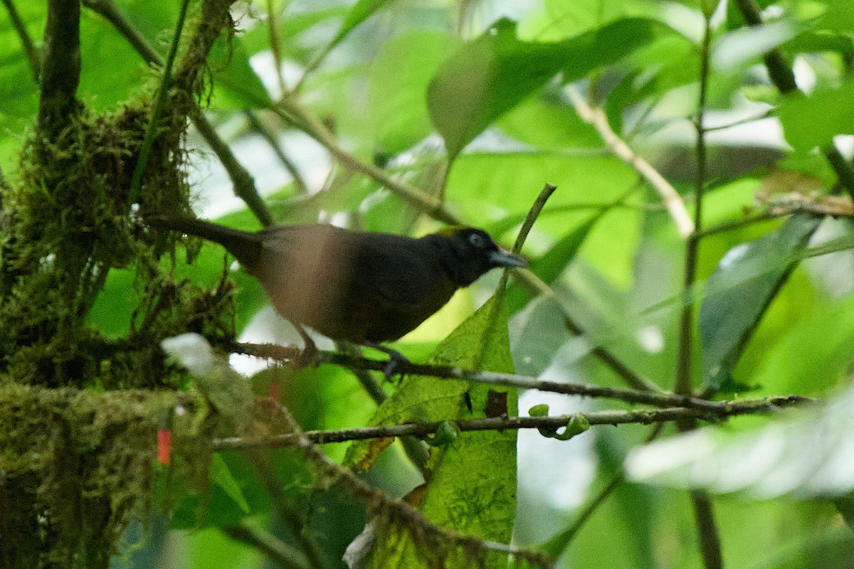 Фрутеро темнощокий - ML645805025