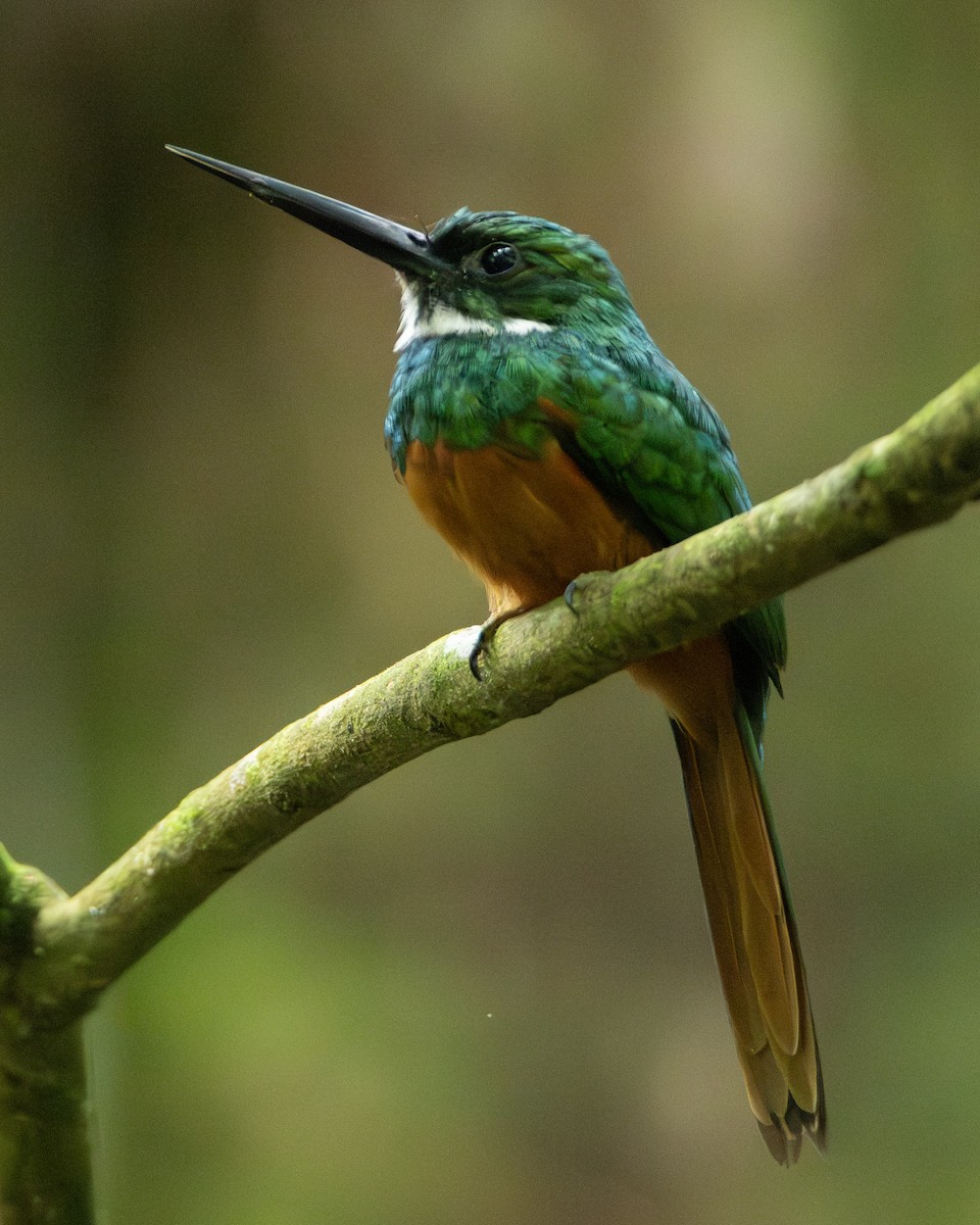 Якамара рудохвоста - ML645805026