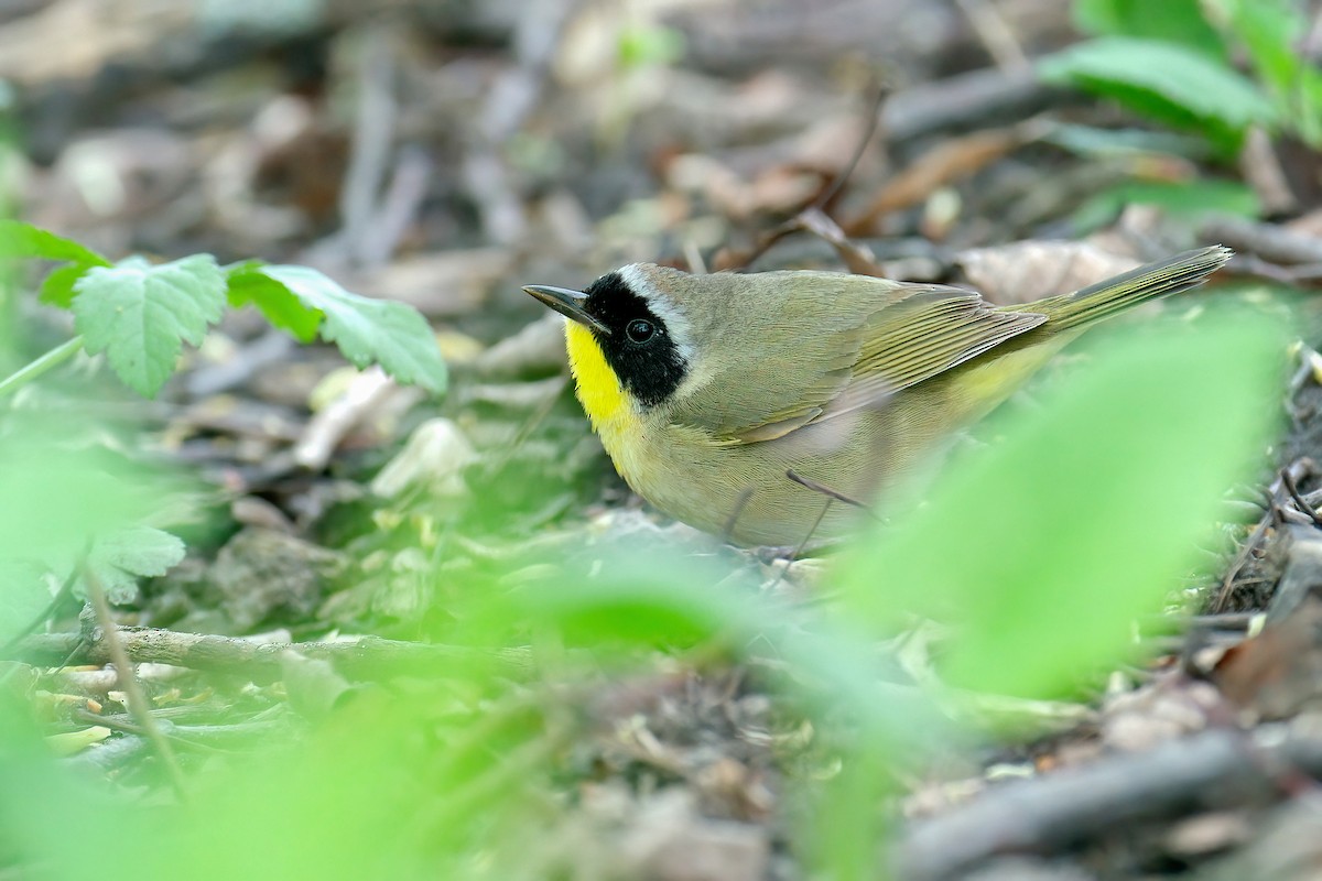 Жовтогорлик північний - ML645805027