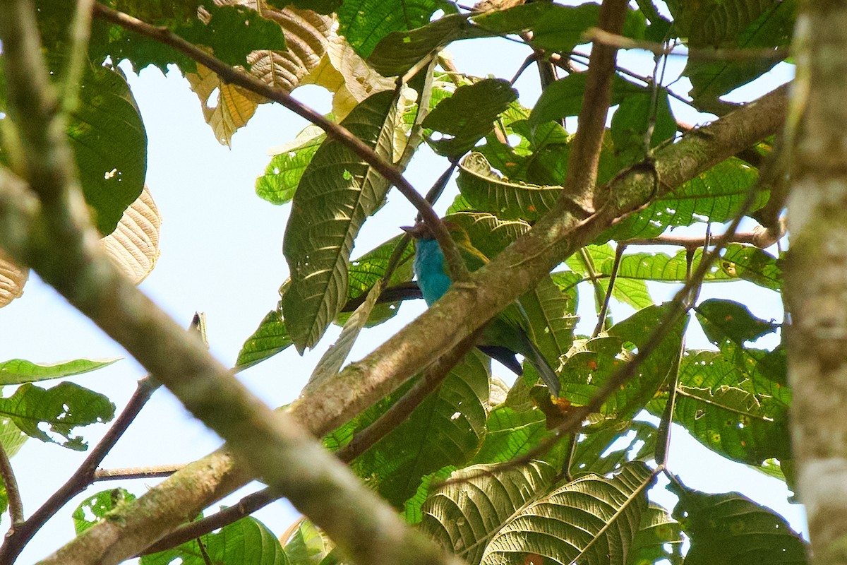 Гирола - ML645805028