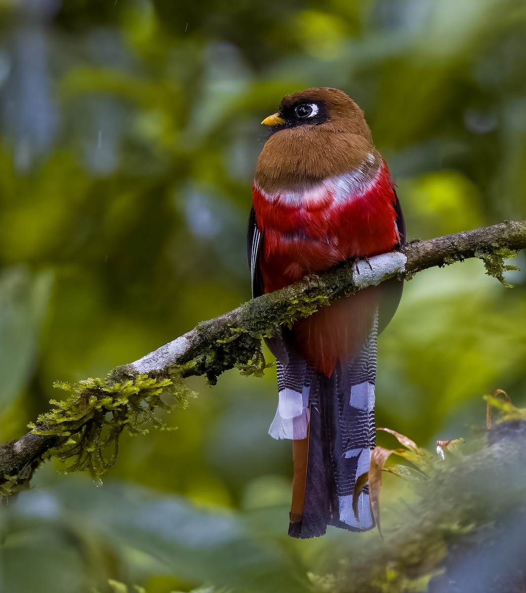 Трогон масковий - ML645805030