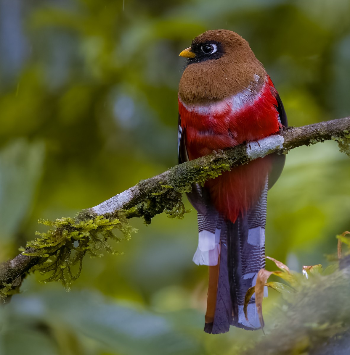 Трогон масковий - ML645805031