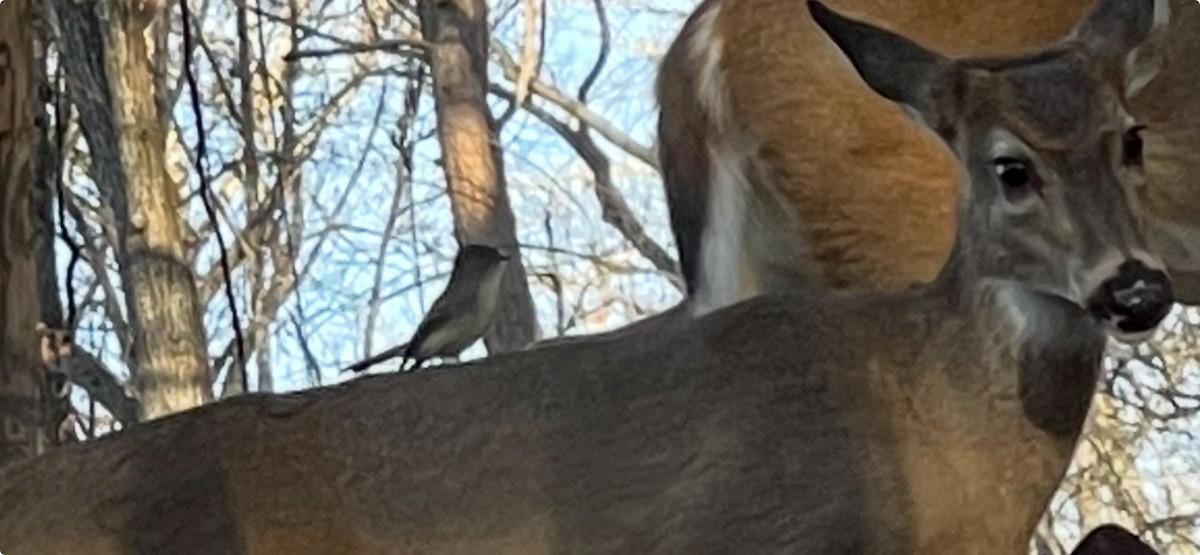 Феб буроспинний - ML645805032