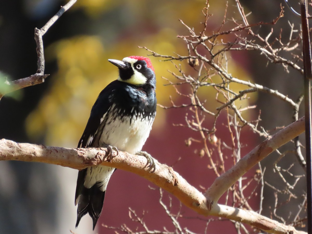 Гіла чорновола - ML645805033