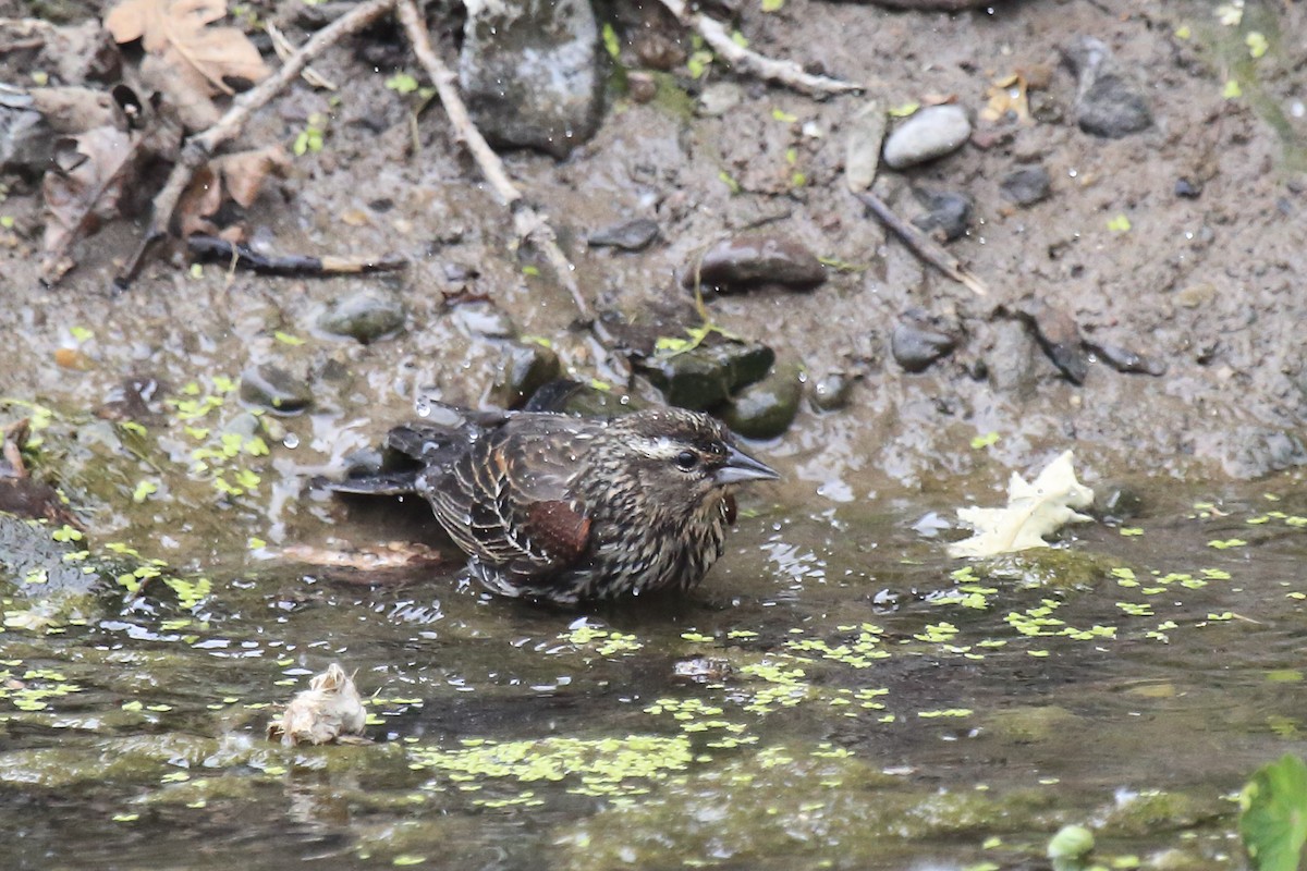 Еполетник червоноплечий - ML645805034