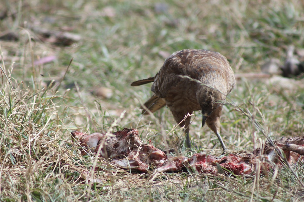 Каракара еквадорська - ML645805035