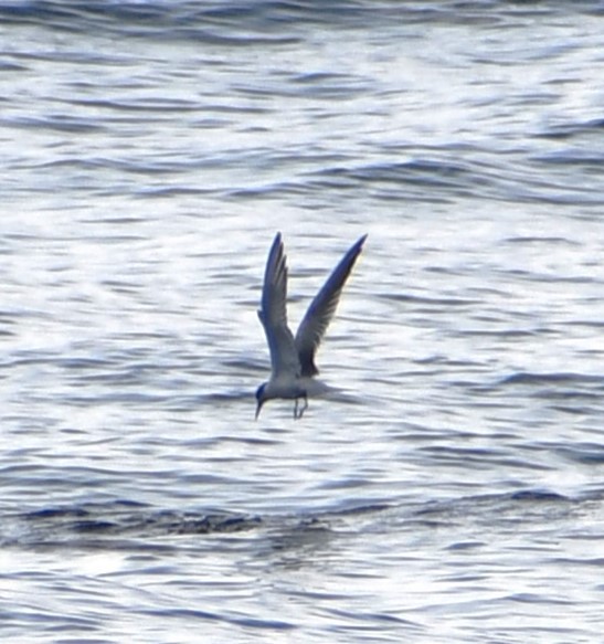 Sterna comune - ML645805036