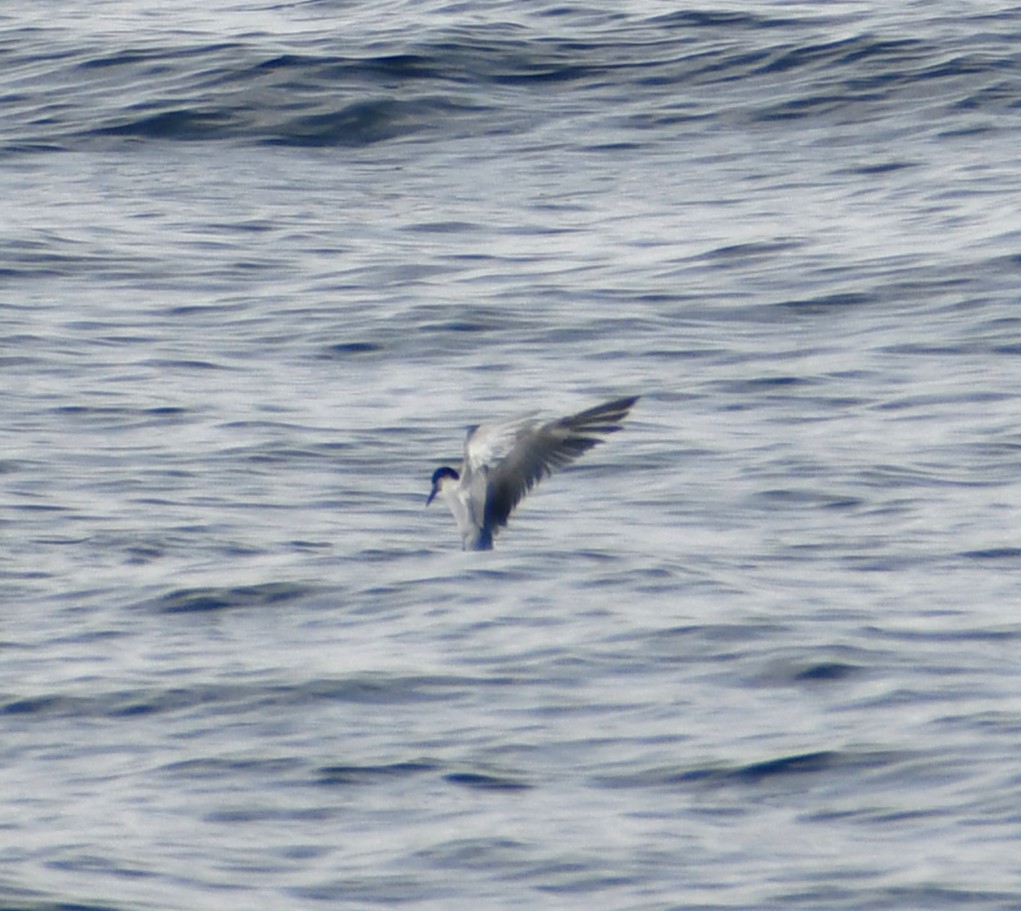 Sterna comune - ML645805037