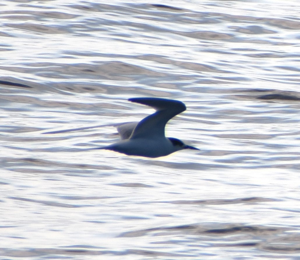 Sterna comune - ML645805038