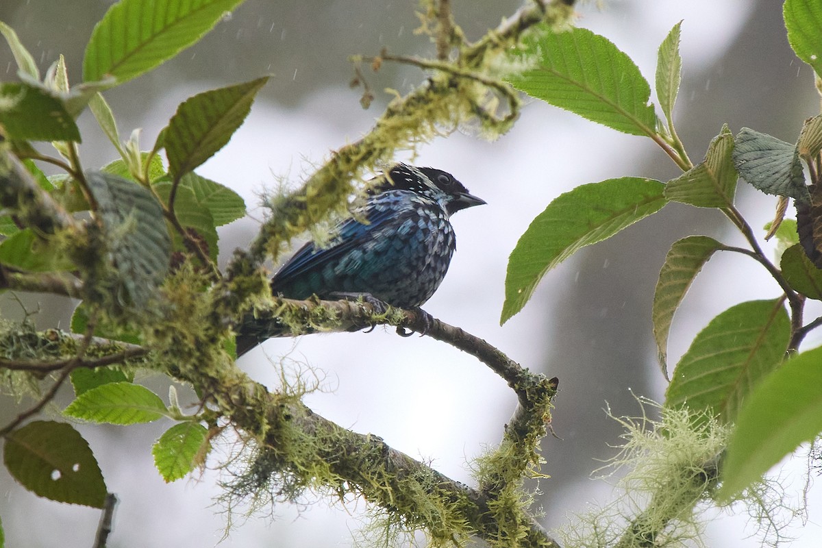 Танагра берилова - ML645805047