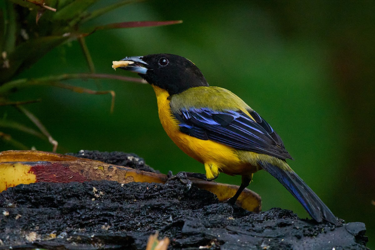 クロアゴヤマフウキンチョウ - ML645805052