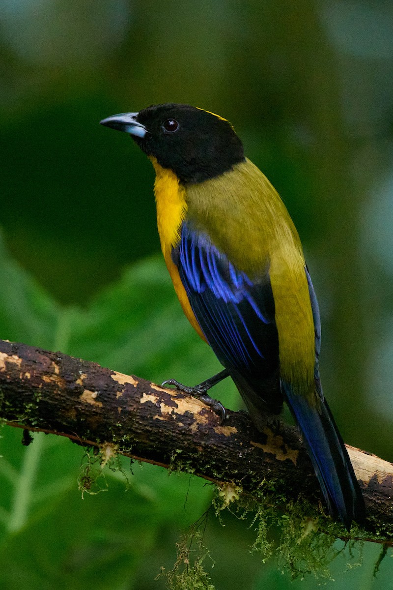 クロアゴヤマフウキンチョウ - ML645805053