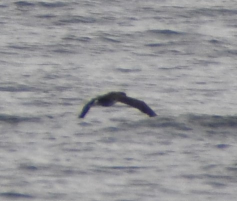 Sargasso Shearwater - ML645805055