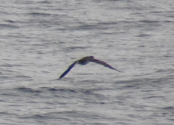 Sargasso Shearwater - ML645805056